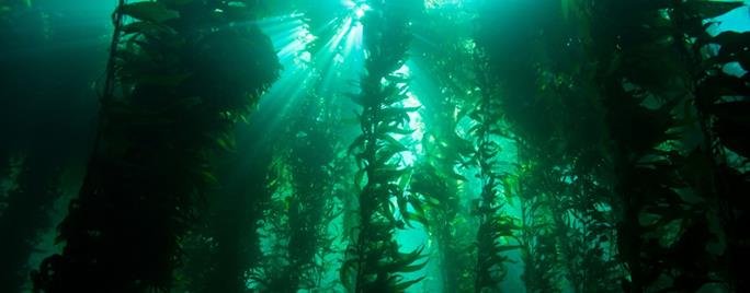 Kelp forest ecosystem animals and importance