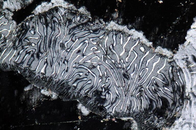 Myrmekite or Myrmekitic texture with vermicular quartz and alkali feldspar intergrowths