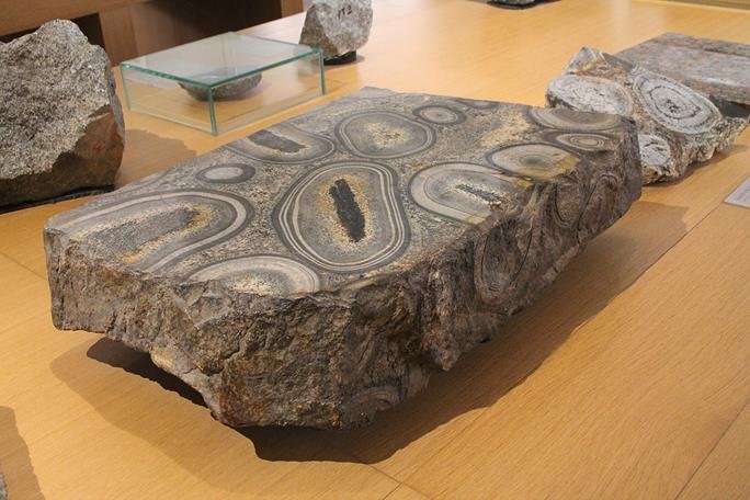 Orbicular texture in Granite rocks at Muséum de Nantes