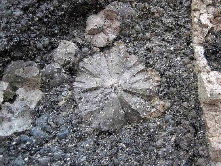 Spherulites in obsidian clast breccia