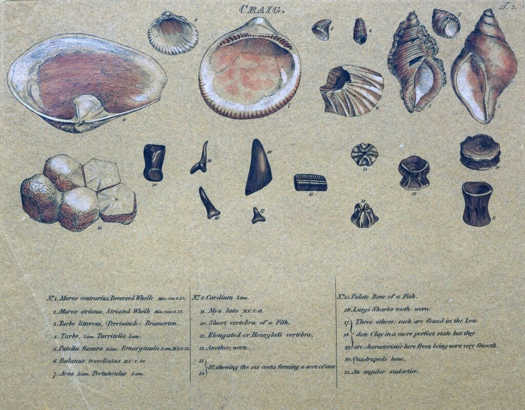 Examples of index fossils