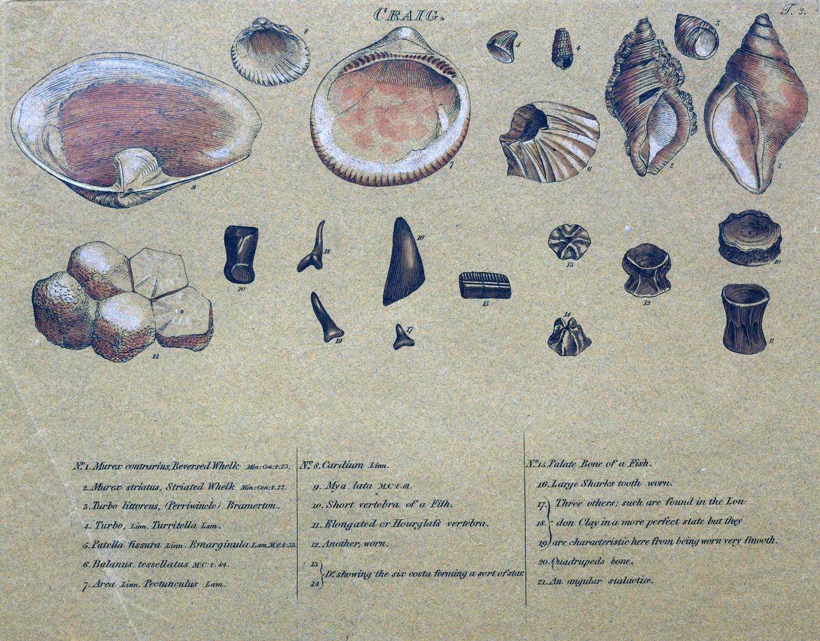 What Are Index Fossils, Their Characteristics and Uses? | Earth Know