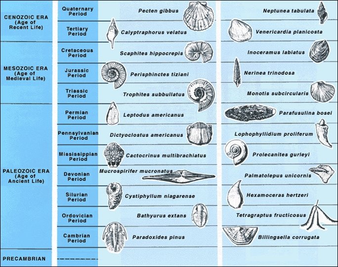 Index fossils characteristics uses and examples